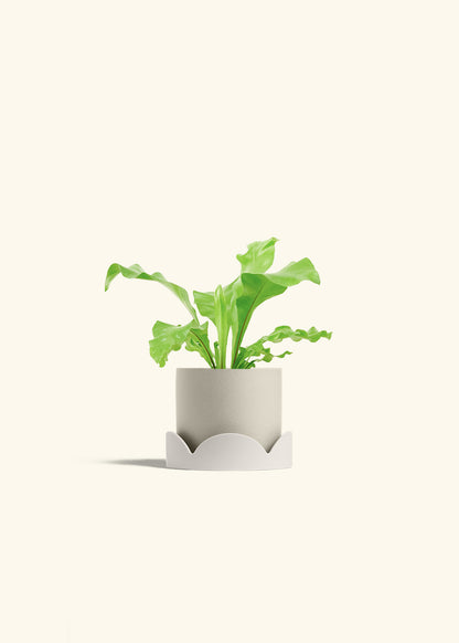 Bird's Nest Fern in a 4 inches Oat Classic Cylinder Planter in a Beech Wood Stand