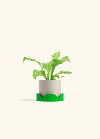 Bird's Nest Fern in a 4 inches Charcoal Classic Cylinder Planter in a Oat Petal Drip Tray