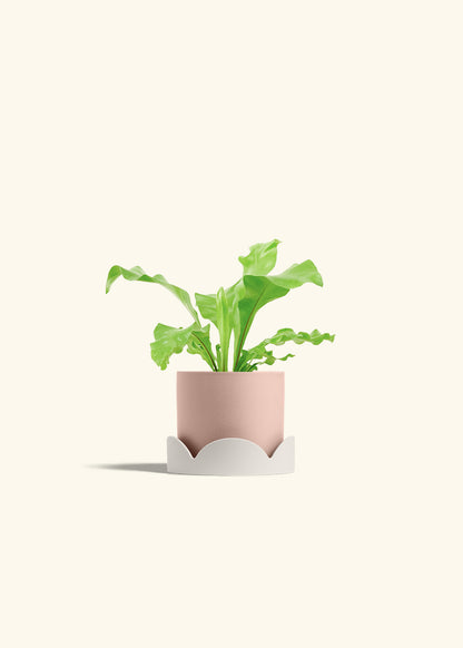 Bird's Nest Fern in a 4 inches Pink Classic Cylinder Planter in a Oat Petal Drip Tray