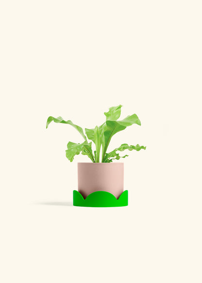 Bird's Nest Fern in a 4 inches Pink Classic Cylinder Planter in a Shamrock Petal Drip Tray