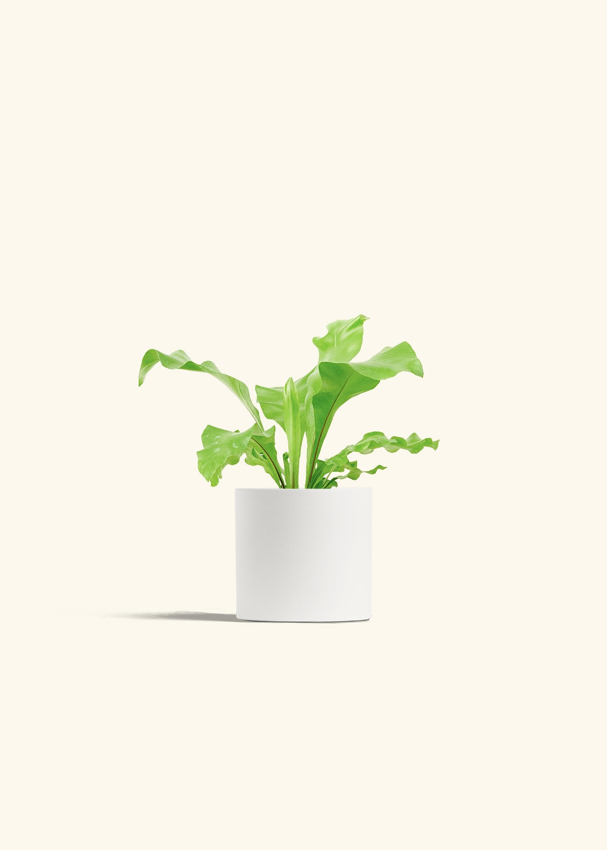Bird's Nest Fern in a 4 inches White Classic Cylinder Planter 