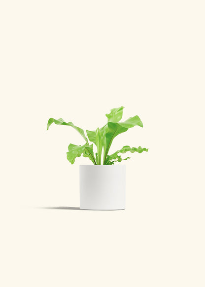 Bird's Nest Fern in a 4 inches White Classic Cylinder Planter 