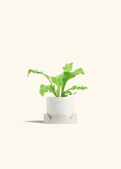 Bird's Nest Fern in a 4 inches White Classic Cylinder Planter in a Oat Petal Drip Tray