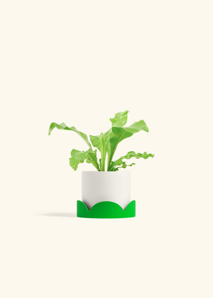 Bird's Nest Fern in a 4 inches White Classic Cylinder Planter in a Shamrock Petal Drip Tray