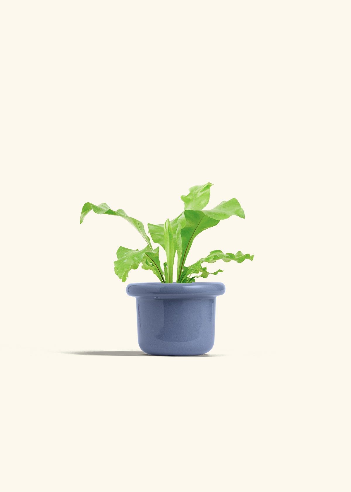 Bird's Nest Fern in a 4 inches Fat Lip Blue Planter 