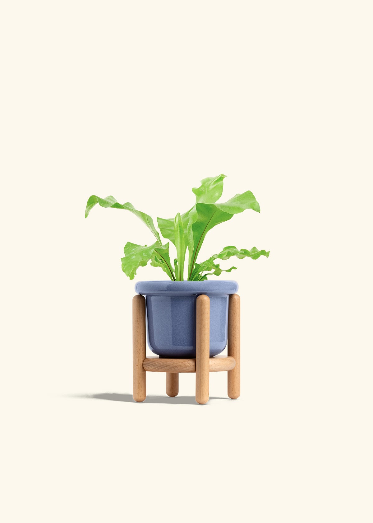 Bird's Nest Fern in a 4 inches Fat Lip Blue Planter in a Beech Wood Stand