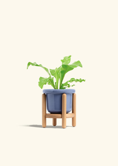 Bird's Nest Fern in a 4 inches Fat Lip Blue Planter in a Beech Wood Stand
