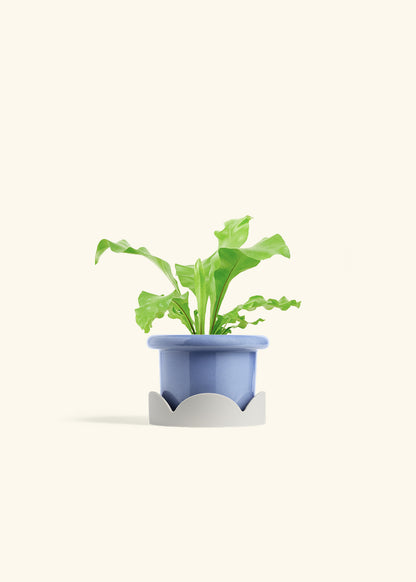 Bird's Nest Fern in a 4 inches Fat Lip Blue Planter in a Shamrock Petal Drip Tray