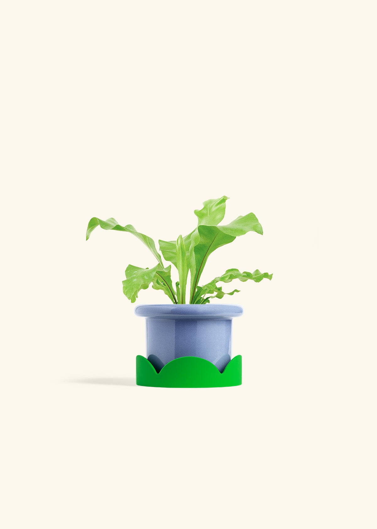 Bird's Nest Fern in a 4 inches Fat Lip Blue Planter in a Oat Petal Drip Tray