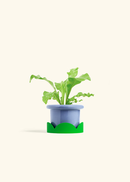Bird's Nest Fern in a 4 inches Fat Lip Blue Planter in a Oat Petal Drip Tray