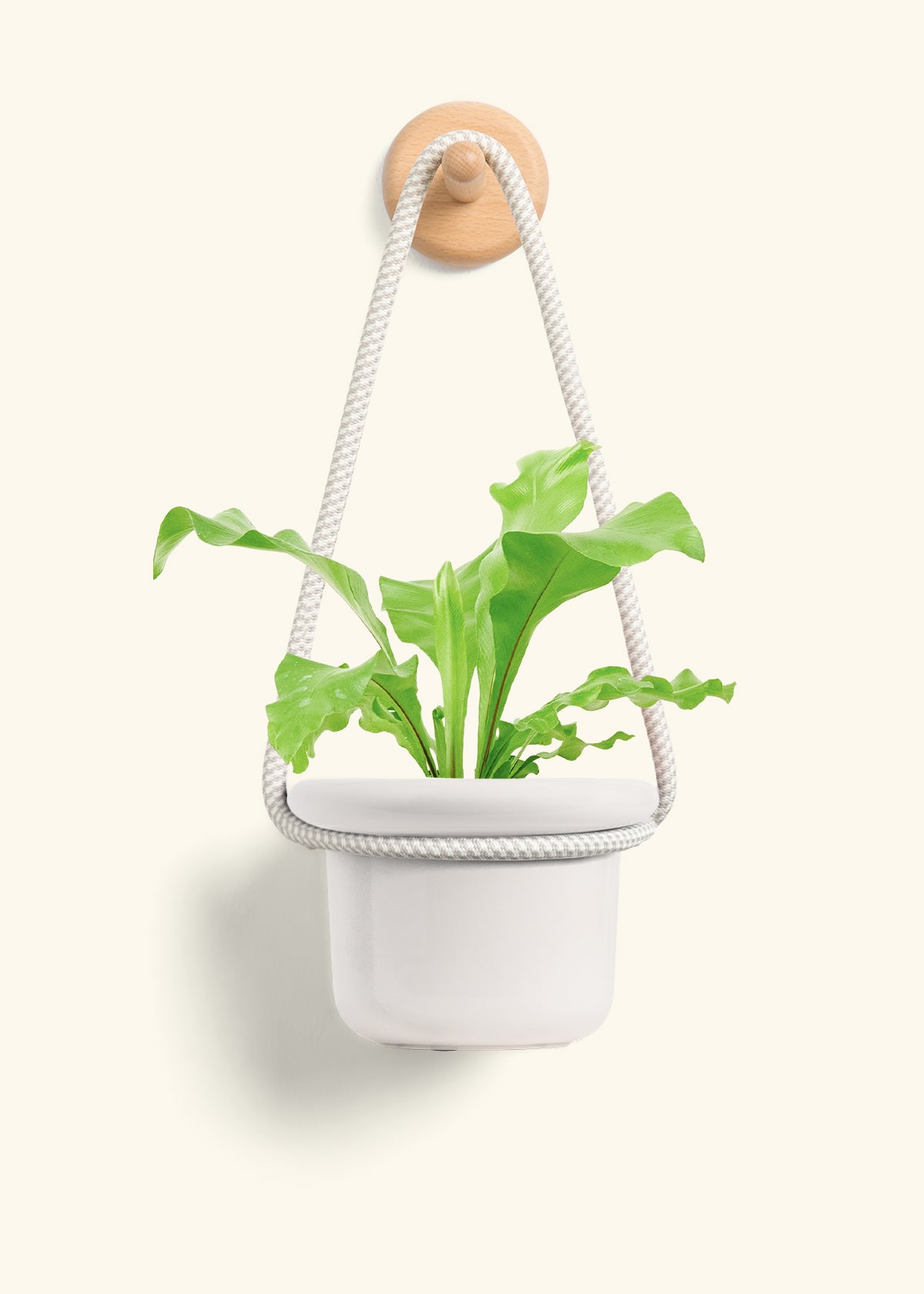 Bird's Nest Fern, Small
