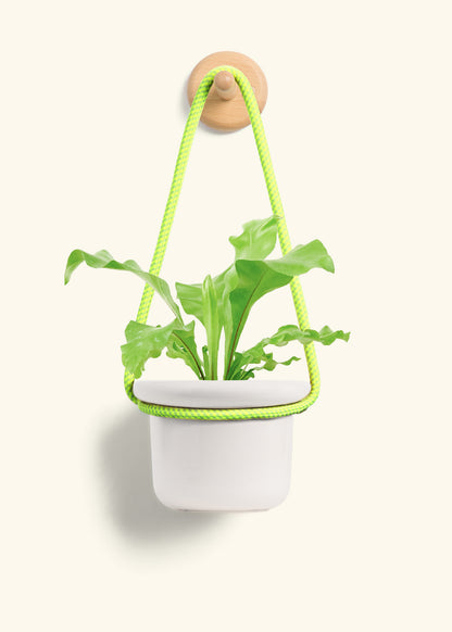 Bird's Nest Fern, Small