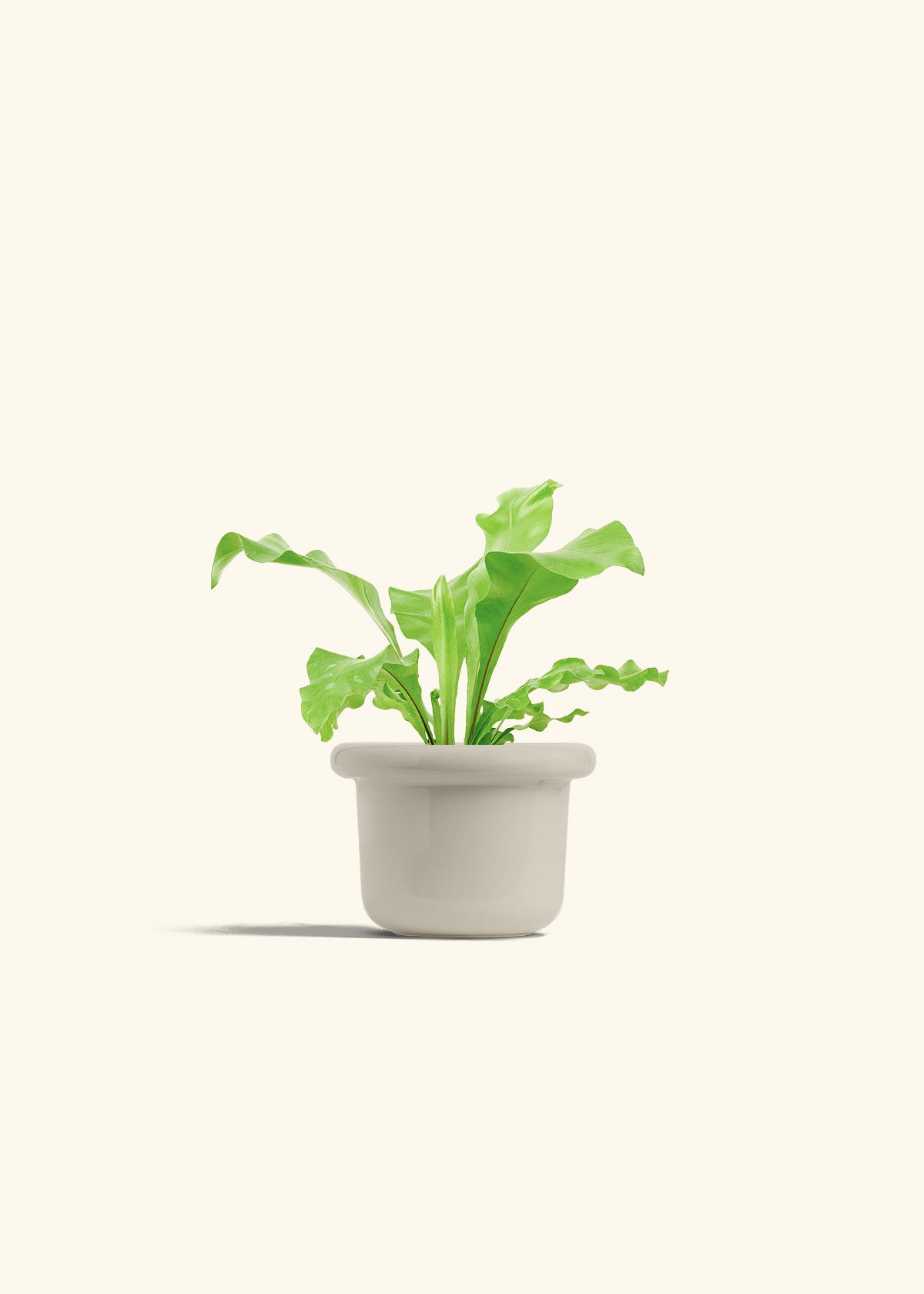 Bird's Nest Fern in a 4 inches Fat Lip Oat Planter 