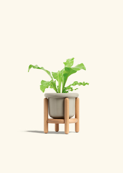 Bird's Nest Fern in a 4 inches Fat Lip Oat Planter in a Oat Petal Drip Tray
