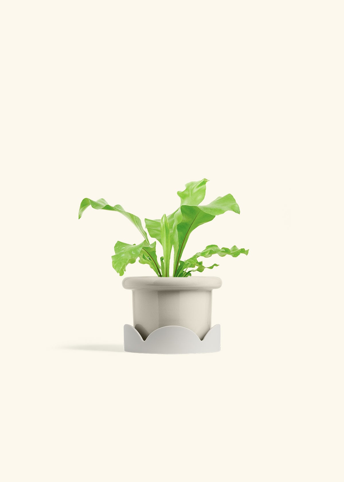 Bird's Nest Fern in a 4 inches Fat Lip Oat Planter in a Beech Wood Stand