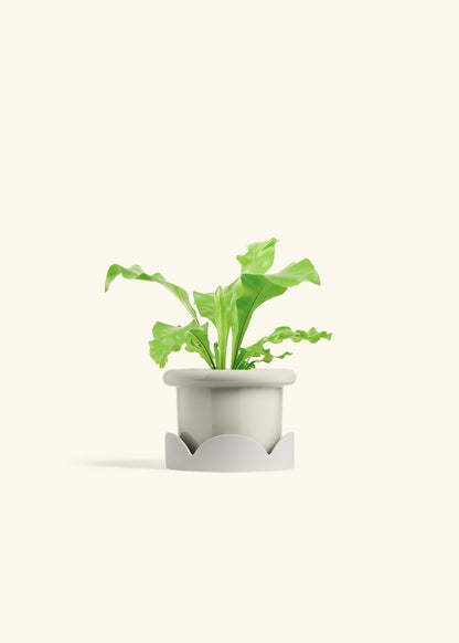 Bird's Nest Fern in a 4 inches Fat Lip Oat Planter in a Beech Wood Stand