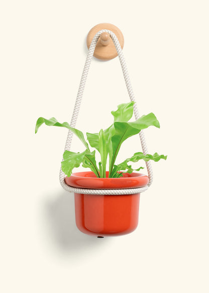 Bird's Nest Fern, Small