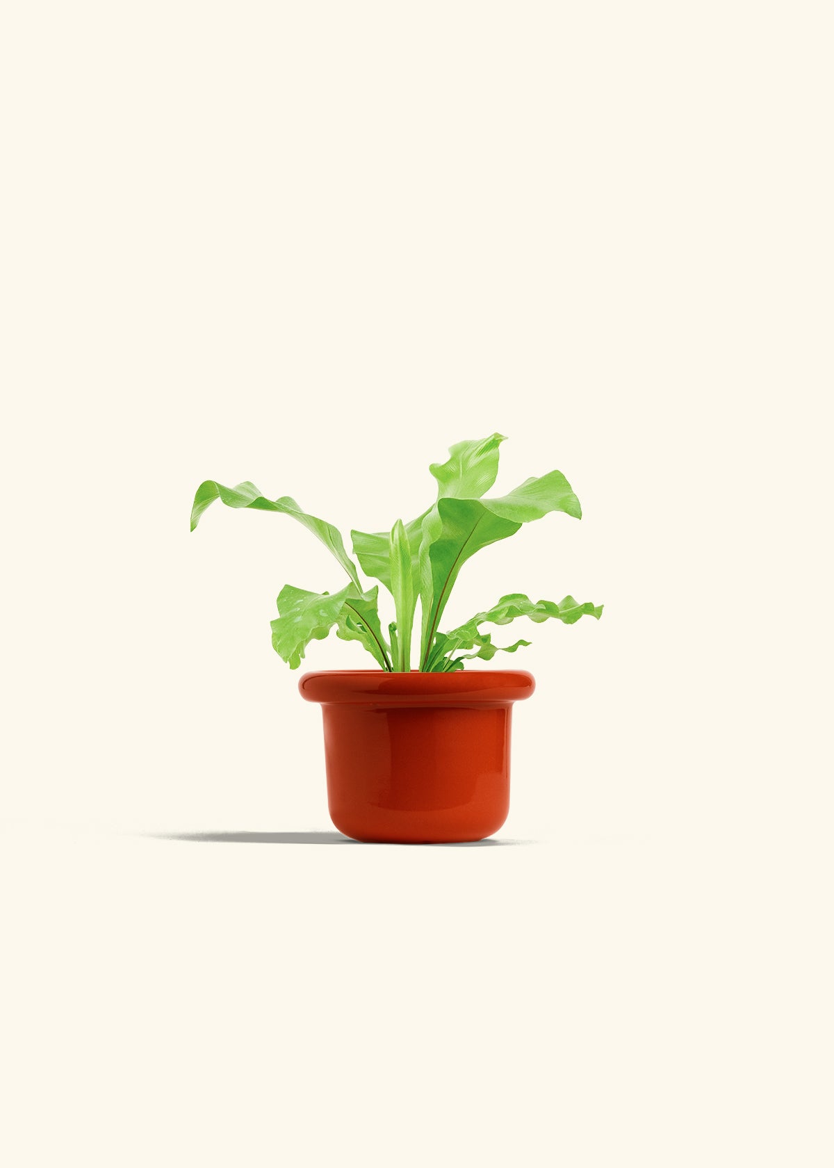 Bird's Nest Fern in a 4 inches Fat Lip Red Planter 