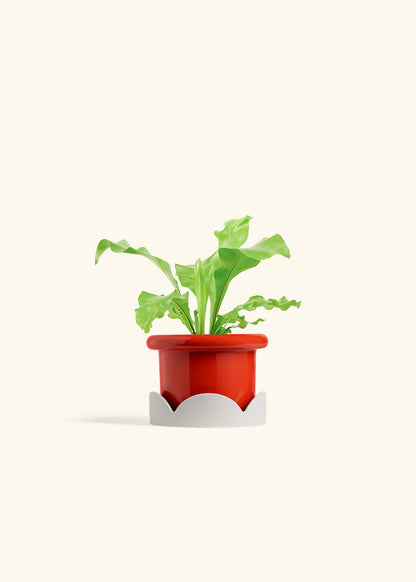 Bird's Nest Fern in a 4 inches Fat Lip Red Planter in a Oat Petal Drip Tray