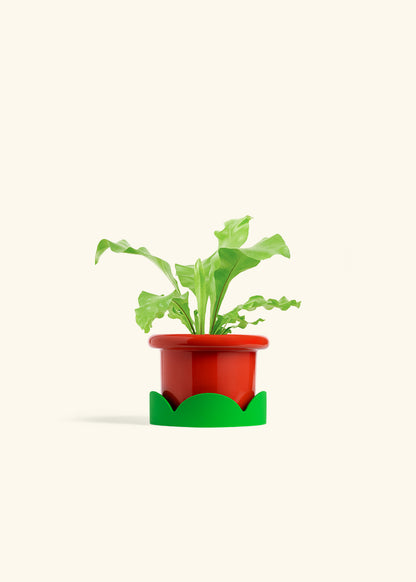 Bird's Nest Fern in a 4 inches Fat Lip Red Planter in a Shamrock Petal Drip Tray