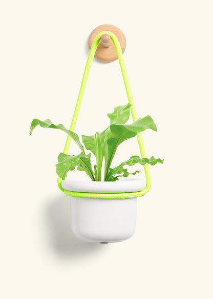 Bird's Nest Fern, Small