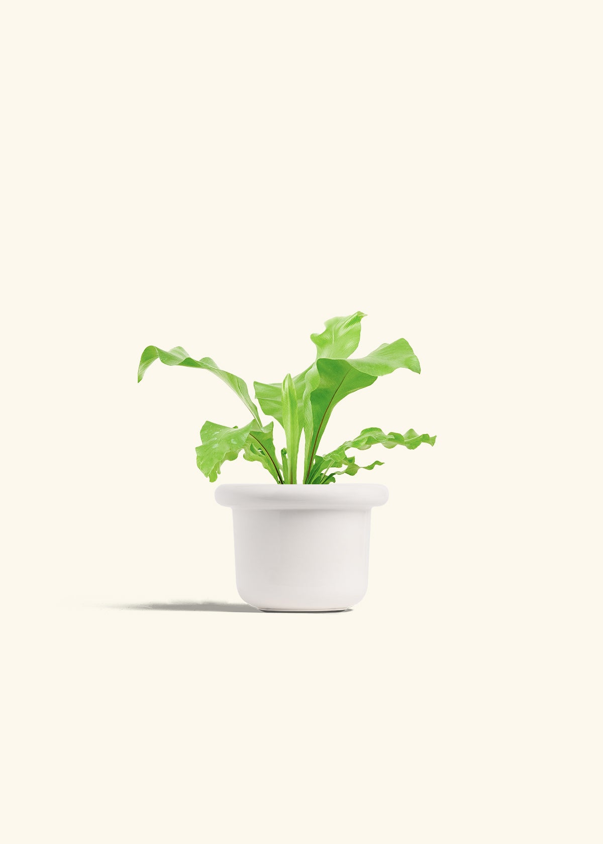 Bird's Nest Fern in a 4 inches Fat Lip White Planter in a Oat Petal Drip Tray