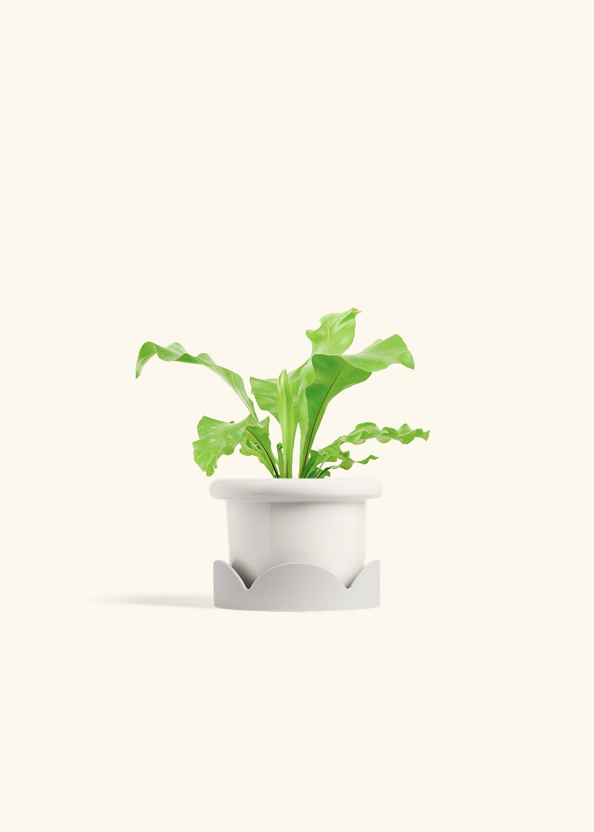 Bird's Nest Fern in a 4 inches Fat Lip White Planter 