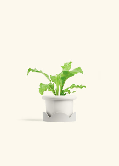Bird's Nest Fern in a 4 inches Fat Lip White Planter 