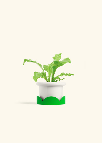 Bird's Nest Fern in a 4 inches Fat Lip White Planter in a Shamrock Petal Drip Tray
