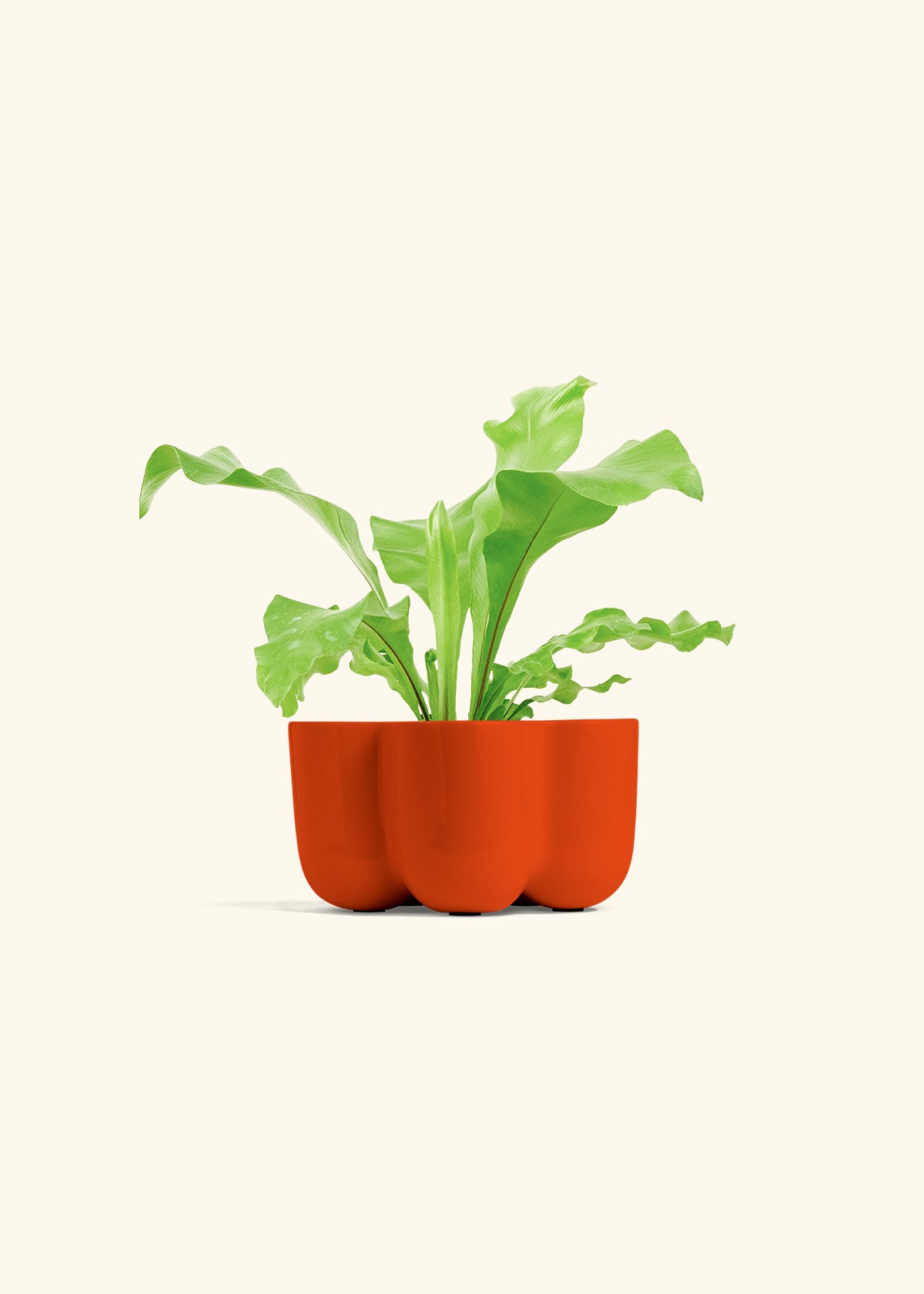 Bird's Nest Fern in a 4 inches in a Red Petal Planter