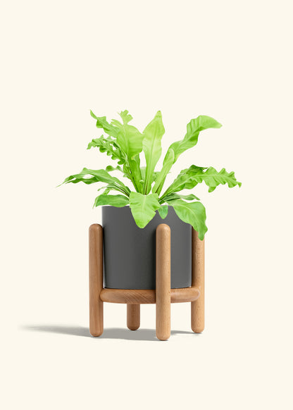 Bird's Nest Fern in a 6 inches Pink Classic Cylinder Planter in a Beech Wood Stand