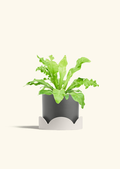 Bird's Nest Fern in a 6 inches Pink Classic Cylinder Planter in a Oat Petal Drip Tray