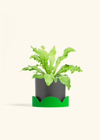 Bird's Nest Fern in a 6 inches Pink Classic Cylinder Planter in a Shamrock Petal Drip Tray