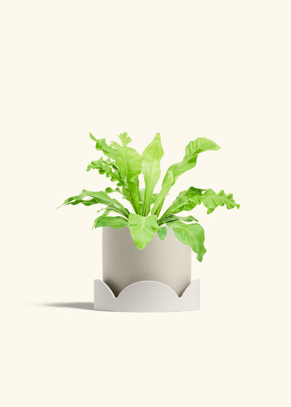 Bird's Nest Fern in a 6 inches Oat Classic Cylinder Planter in a Oat Petal Drip Tray
