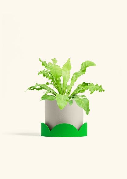 Bird's Nest Fern in a 6 inches Oat Classic Cylinder Planter in a Shamrock Petal Drip Tray