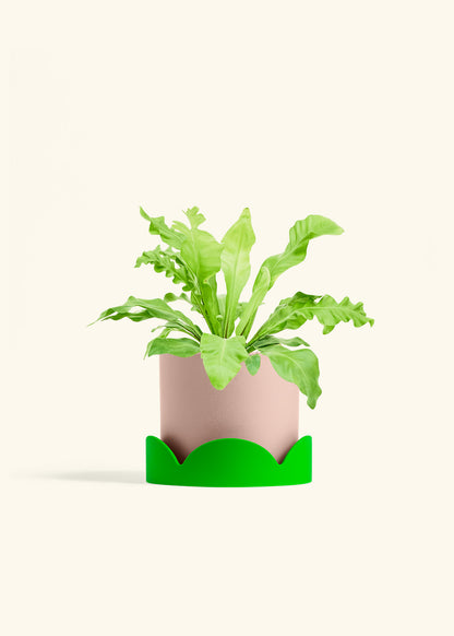 Bird's Nest Fern in a 6 inches Charcoal Classic Cylinder Planter in a Shamrock Petal Drip Tray