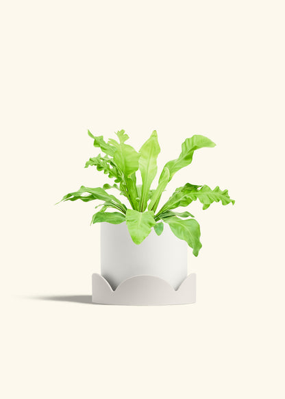 Bird's Nest Fern in a 6 inches White Classic Cylinder Planter in a Oat Petal Drip Tray