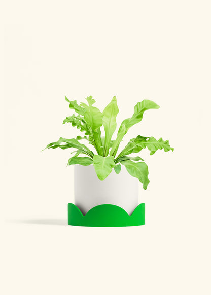 Bird's Nest Fern in a 6 inches White Classic Cylinder Planter in a Shamrock Petal Drip Tray