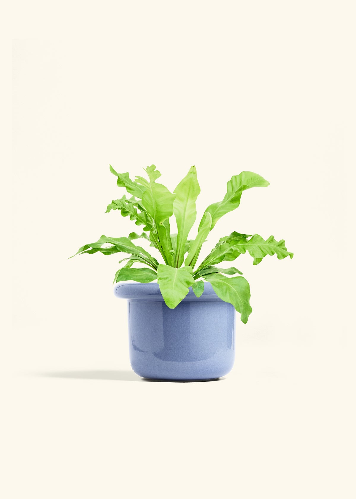 Bird's Nest Fern in a 6 inches Fat Lip Blue Planter 