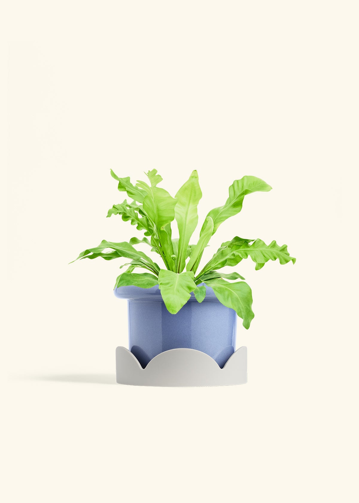 Bird's Nest Fern in a 6 inches Fat Lip Blue Planter in a Oat Petal Drip Tray