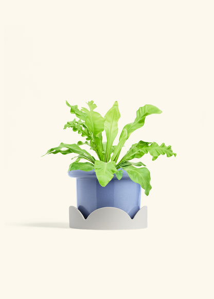 Bird's Nest Fern in a 6 inches Fat Lip Blue Planter in a Oat Petal Drip Tray