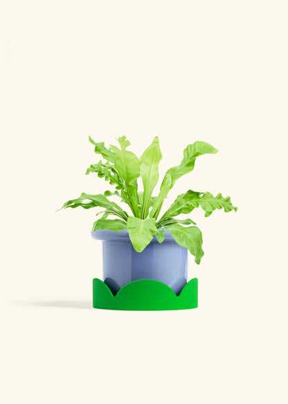 Bird's Nest Fern in a 6 inches Fat Lip Blue Planter in a Shamrock Petal Drip Tray