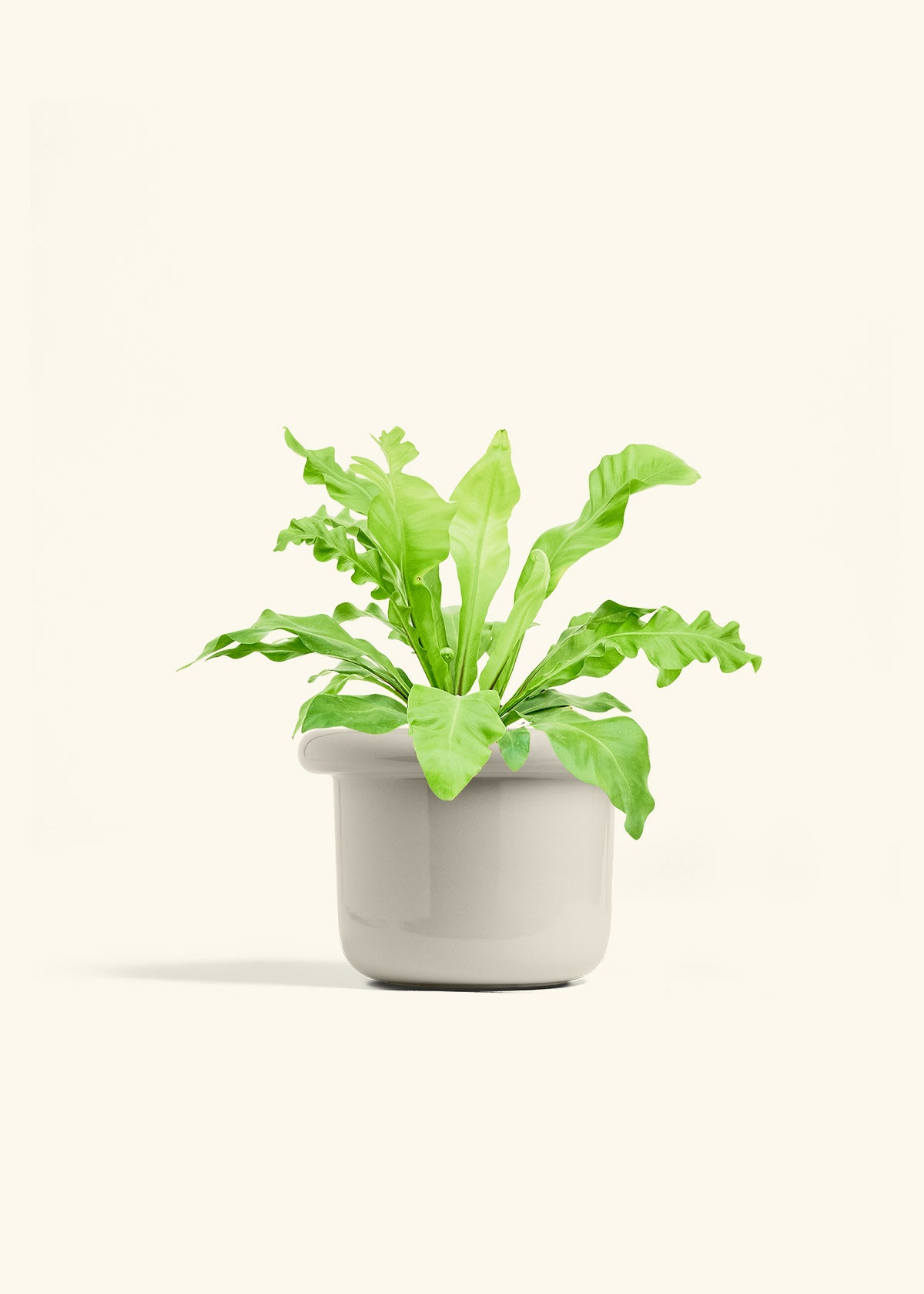Bird's Nest Fern in a 6 inches Fat Lip Oat Planter 