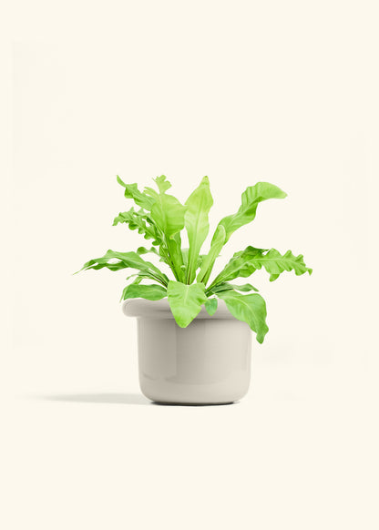 Bird's Nest Fern in a 6 inches Fat Lip Oat Planter 