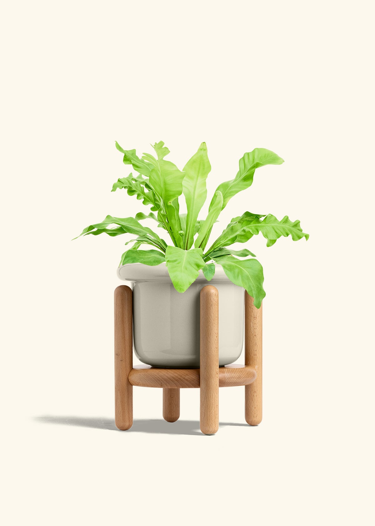 Bird's Nest Fern in a 6 inches Fat Lip Oat Planter in a Beech Wood Stand