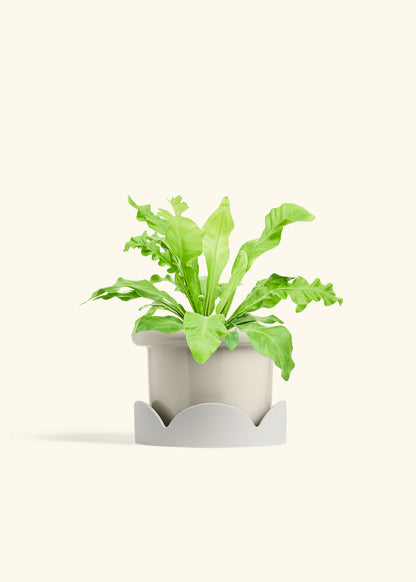 Bird's Nest Fern in a 6 inches Fat Lip Oat Planter in a Oat Petal Drip Tray