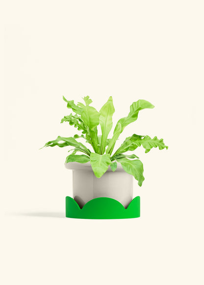 Bird's Nest Fern in a 6 inches Fat Lip Oat Planter in a Shamrock Petal Drip Tray