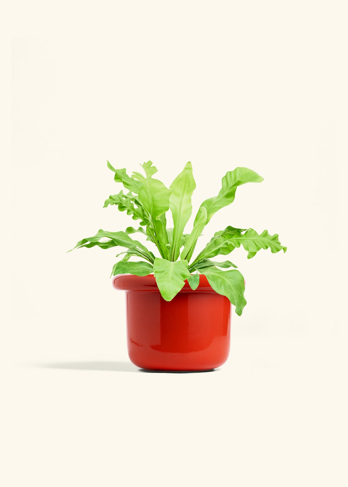 Bird's Nest Fern in a 6 inches Fat Lip Red Planter 