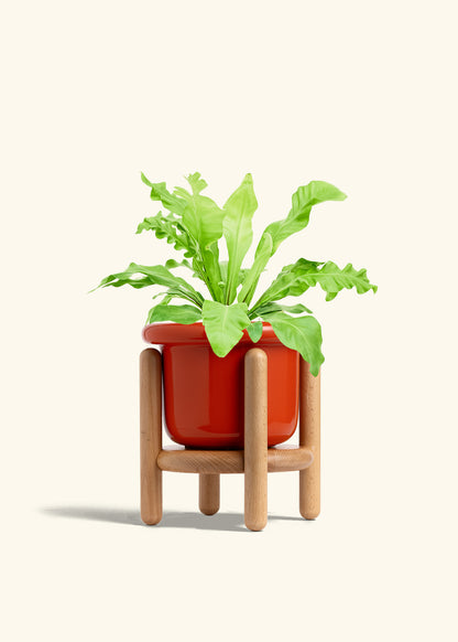 Bird's Nest Fern in a 6 inches Fat Lip Red Planter in a Beech Wood Stand