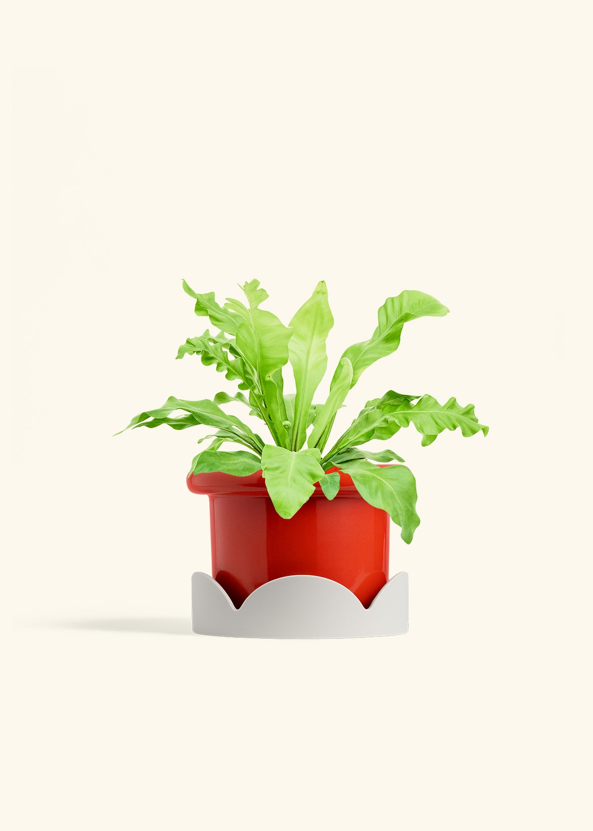 Bird's Nest Fern in a 6 inches Fat Lip Red Planter in a Oat Petal Drip Tray